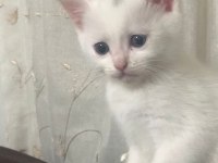 Erkek 2 aylık british shorthair