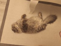 Sahibinden 10 aylık ücretsiz scottish fold