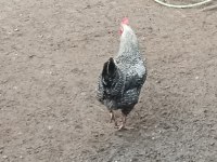 Horozlarımı ve ördeklerimi sahiplendiriyorum