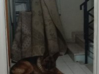 K9 Alman Kurdu