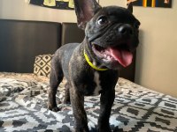 FRENCH BULLDOG 4 AYLIK YAVRULAR