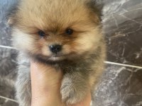 Pomeranian Boo Yavruları