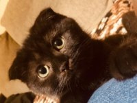 Scottish fold kedimiz