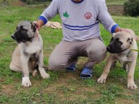 Anadolu aslanı köpeğimiz