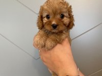 Toy poodle