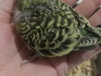 Muhabbet kuşu yavruları el besleme jumbo
