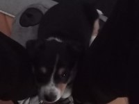 2 Aylık yavru dişi köpeğimize acil yuva