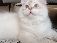 FULL ŞECERELİ 4 AYLIK BRİTİSH LONGHAİR