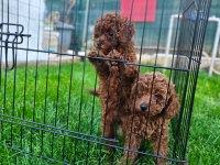Toy Poodle yavrularımız