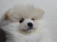 Minik pomeranian yavrularımız yeni yuvasını arıyorlar