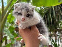 Scottish fold yavrularım yeni sahibini bekliyor