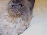 2.5 yaşında british longhair kızımıza yuva arıyoruz