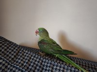 8Aylık Bebek Alexander Papağanı
