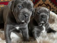 Irk sağlık garantili cane corso yavruları