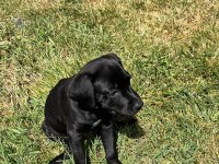 Siyah Cane Corso Erkek 3 Aylık