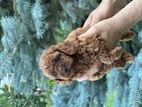 Toy Poodle Kore Bebekler Teslime Hazırlar