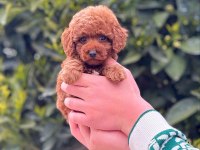 2.5 aylık erkek toy poodle tarçınlı kurabiyemiz