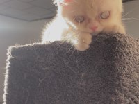 ERKEK BRİTİSH CİNSİ YAVRU KEDİMİZ