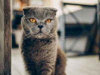 2 yaşında eğitimli tatlımı tatlı kızım scottish fold