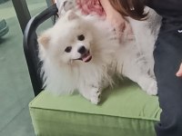Beyaz Pomeranian 15 Aylık Oğlum