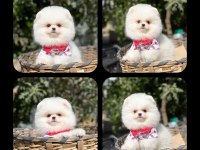 Pomeranian Boo Dişi yavrumuz