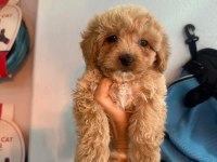 MUHTEŞEM MALTİPOO BEBEKLER