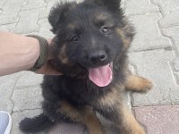 Alman kurdu