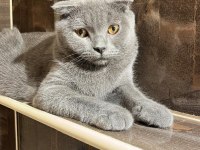 Scottish fold 4 aylık yavrumuz
