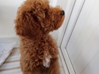 Köpeğimi bazı sebeplerden dolayı vereceğim