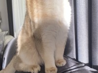 British shorthair golden 2 yaşında