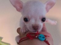 Safkan Tea Cup Chihuahua Yavruları Muhteşem Anatomi