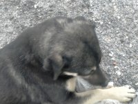 Yavru sıcak kanlı köpeğimize yuva arıyoruz