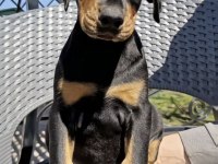 Show kalite doberman yavrular