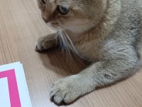 British shorthair kedimizi sahiplendirmek istiyorum