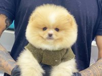 Evlerinize getirecek pomeranian boo yavrularımız hazır