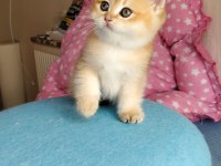British Shorthair Kedisi