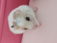 Ücretsiz Olarak Hamster Sahiplendirme