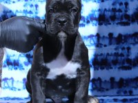 Fcı-Kıf Secereli Safkan Cane Corso Köpekler