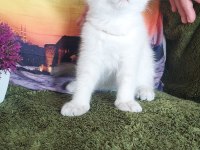 Daha güzel scottish fold yok