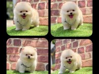 2.5 Aylık Pomeranian Boo ayı surat yavrular