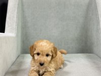 Boy garantili maltipoo
