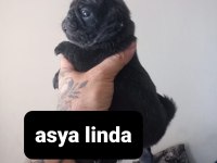 Pug mops bebekler