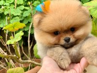 Pomeranian boo yavrular