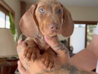 Egzotik Mavi Gözlü Aşılı Dachshund Yavrumuz Çiftlik