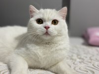 Kedimize Ankara İçi Eş Aranıyor