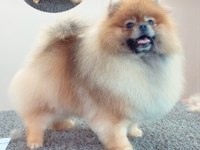 Rusya Export secereli Tedy Bear Pomeranian