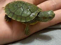 Su Kaplumbağası Yavru Yerinde Ve Gönderim Vardır