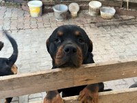 Rottweiler erkek baba oğul