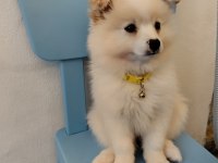 Japon spitz