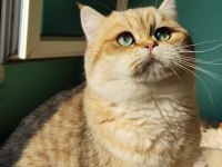 Safkan Golden 11 Aylık British Erkek Kediler